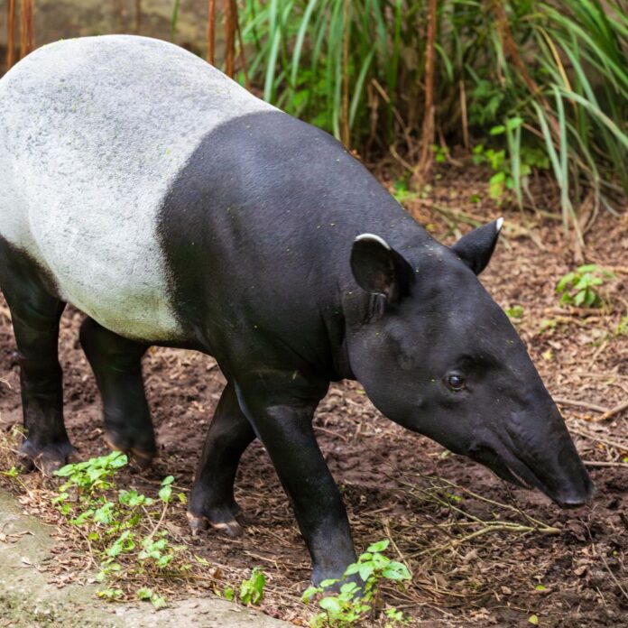 World Tapir Day 2026