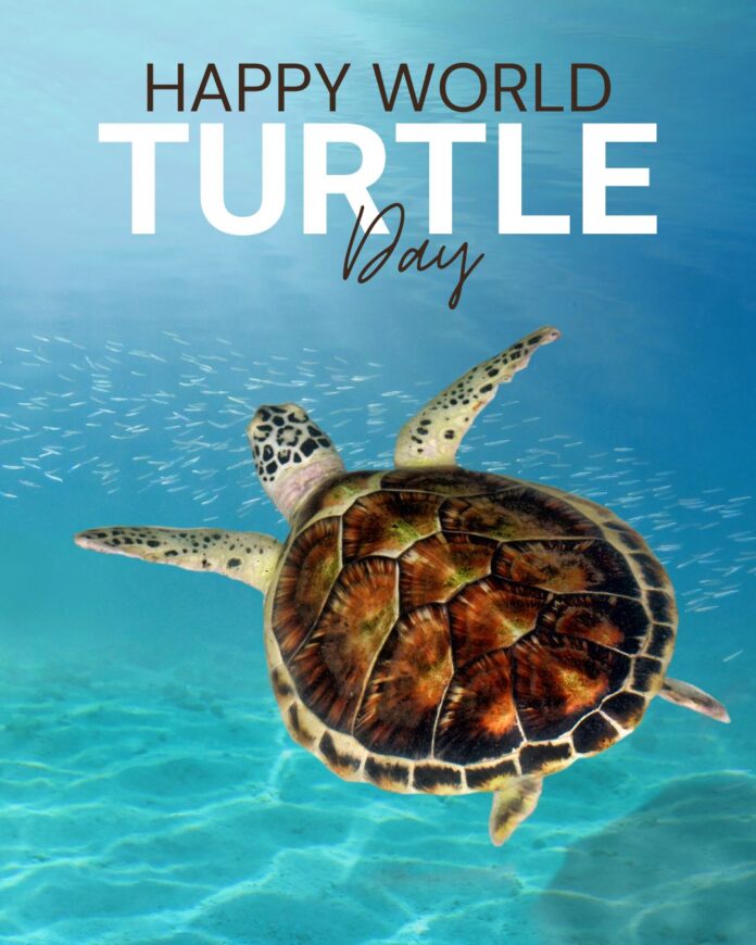 World Turtle Day 2026